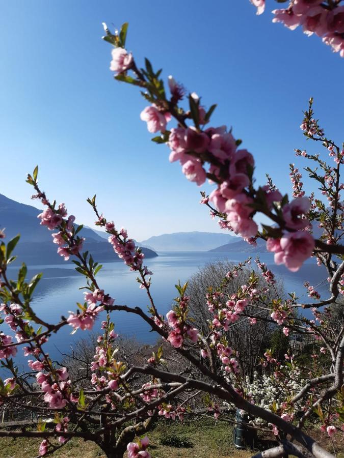 Ca' Del Barba Daire Domaso Dış mekan fotoğraf